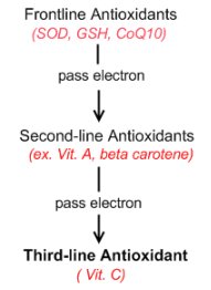 Antioxidant chain of action