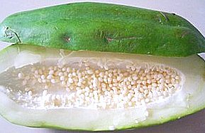 green papaya for skin whitening green papaya for skin whitening