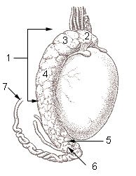 testes surface showing vas deferens