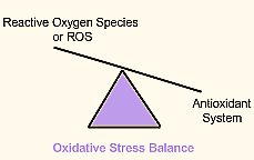 Oxidative stress balance
