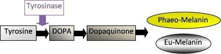 melanin synthesis