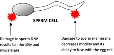 Sperm figure